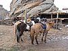 IMG_4430.JPG