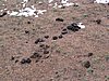 IMG_4443.JPG