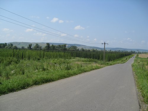 IMG_4070.JPG