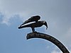 IMG_3747.JPG