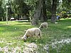 IMG_3957.JPG