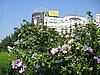 IMG_4248.JPG