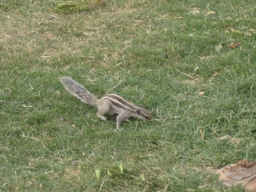 IMG_6175.JPG
