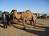 IMG_6549.JPG