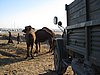 IMG_6551.JPG