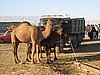 IMG_6556.JPG