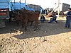 IMG_6562.JPG