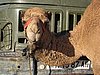 IMG_6572.JPG