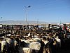 IMG_6576.JPG
