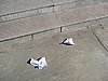 IMG_6665.JPG