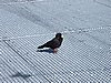 IMG_1669.JPG