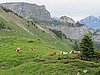 IMG_1742.JPG