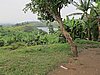 IMG_2520.JPG