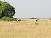 IMG_2584.JPG