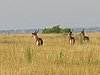 IMG_2585.JPG