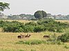 IMG_2586.JPG