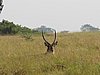 IMG_2589.JPG