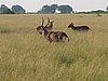 IMG_2597.JPG