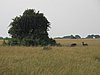 IMG_2600.JPG