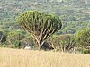IMG_2628.JPG