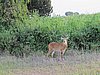 IMG_2651.JPG