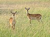 IMG_2657.JPG