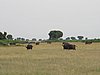 IMG_2661.JPG