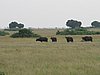 IMG_2667.JPG