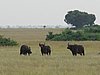 IMG_2668.JPG