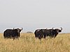 IMG_2762.JPG