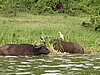 IMG_2825.JPG