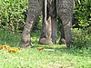 IMG_2863.JPG