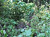 IMG_2977.JPG