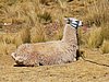 IMG_5852.JPG