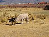 IMG_5858.JPG