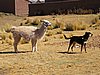 IMG_5861.JPG