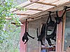 IMG_5943.JPG
