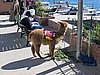 IMG_5964.JPG