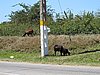 IMG_4401.JPG