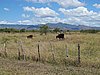 IMG_4402.JPG