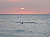 IMG_4650.JPG