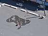 IMG_7394.JPG