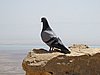 IMG_5073.JPG
