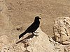 IMG_5085.JPG