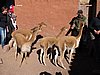 IMG_6140.JPG