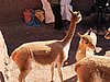 IMG_6141.JPG