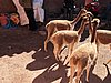 IMG_6142.JPG