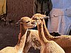 IMG_6144.JPG