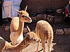 IMG_6147.JPG