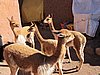IMG_6150.JPG